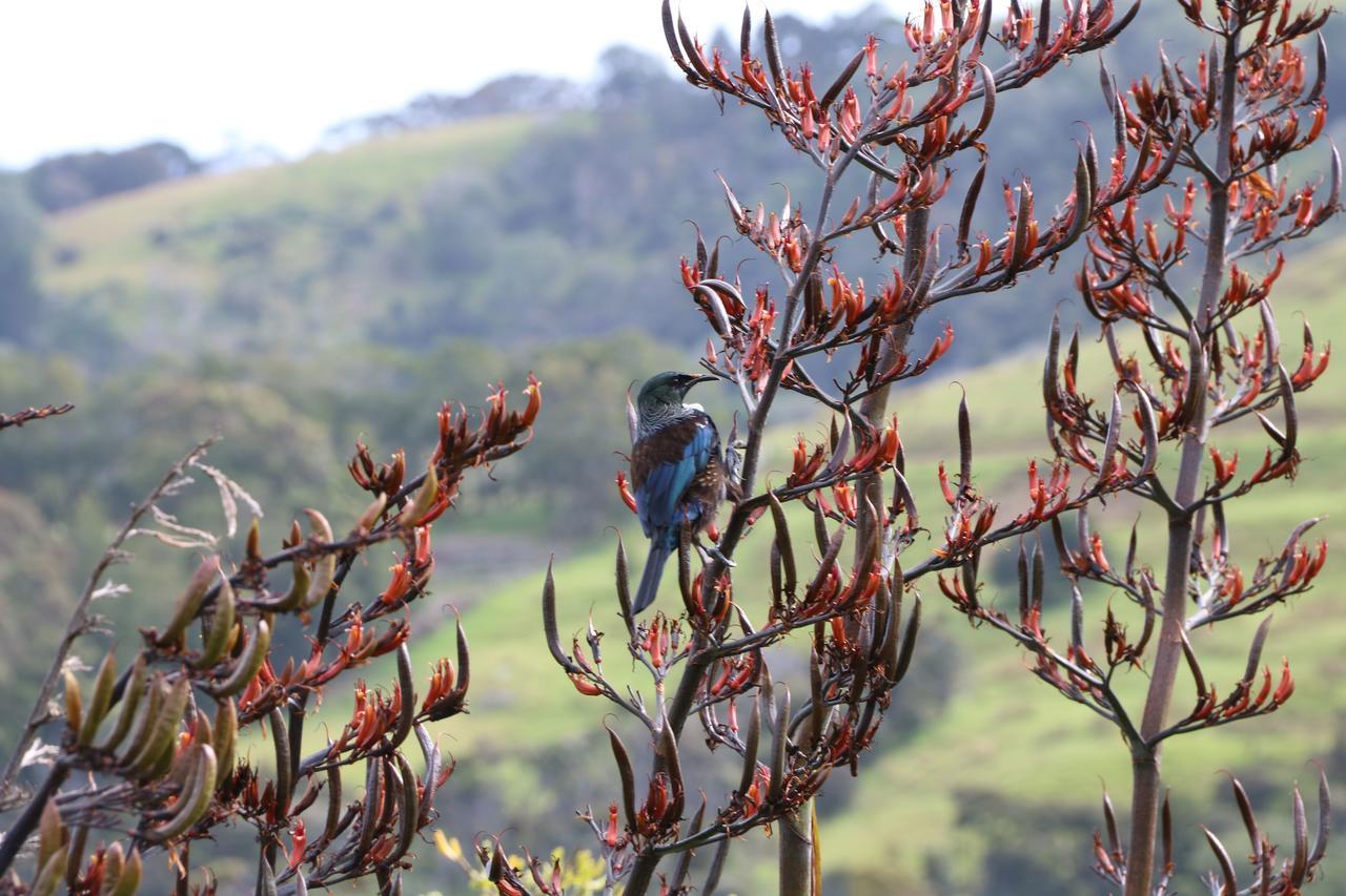 Kaka Ridge Retreat Luxury Cottage Tawharanui 外观 照片